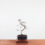 Bonsai Ulmus Parvifolia 'Chinese iep'