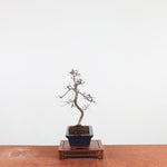 Bonsai Ulmus Parvifolia 'Chinese iep'