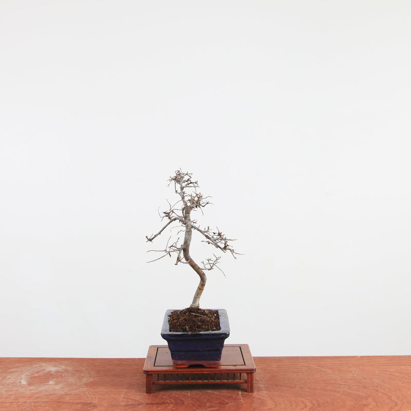 Bonsai Ulmus Parvifolia 'Chinese iep'