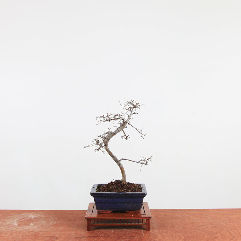 Bonsai Ulmus Parvifolia 'Chinese iep'