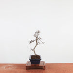Bonsai Ulmus Parvifolia 'Chinese iep'