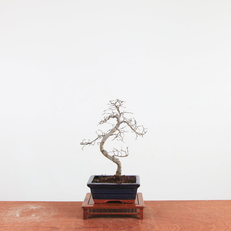 Bonsai Ulmus Parvifolia 'Chinese iep'