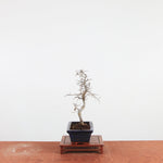 Bonsai Ulmus Parvifolia 'Chinese iep'