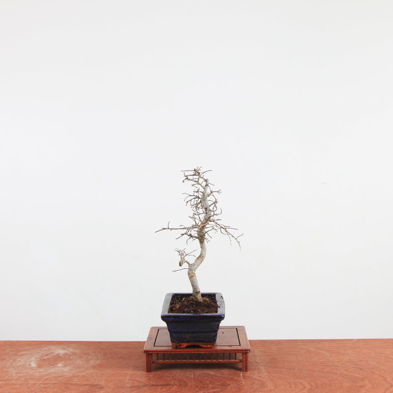 Bonsai Ulmus Parvifolia 'Chinese iep'