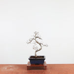 Bonsai Ulmus Parvifolia 'Chinese iep'