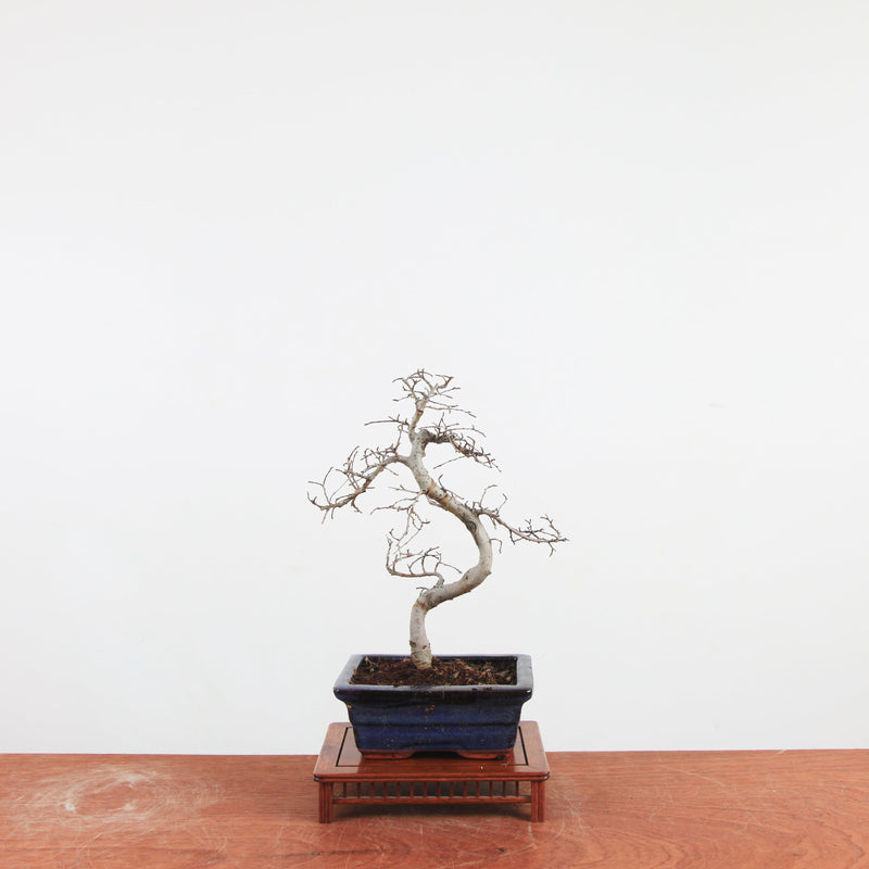 Bonsai Ulmus Parvifolia 'Chinese iep'