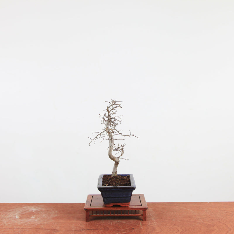 Bonsai Ulmus Parvifolia 'Chinese iep'