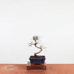 Bonsai Ulmus Parvifolia 'Chinese iep'