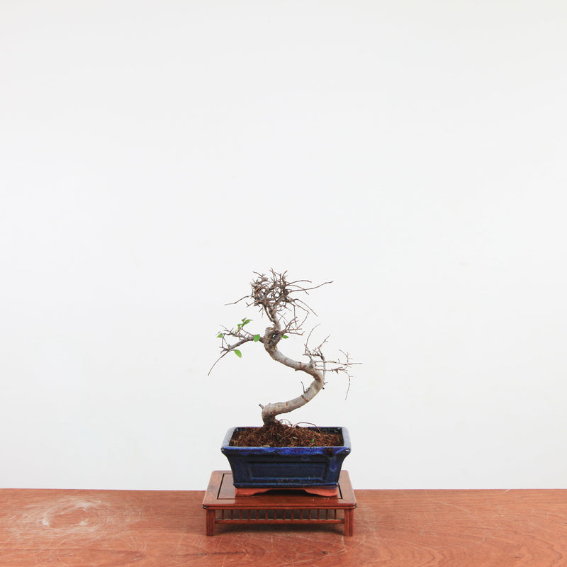 Bonsai Ulmus Parvifolia 'Chinese iep'