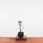 Bonsai Ulmus Parvifolia 'Chinese iep'