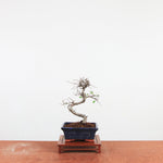 Bonsai Ulmus Parvifolia 'Chinese iep'