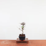 Bonsai Ulmus Parvifolia 'Chinese iep'