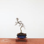 Bonsai Ulmus Parvifolia 'Chinese iep'