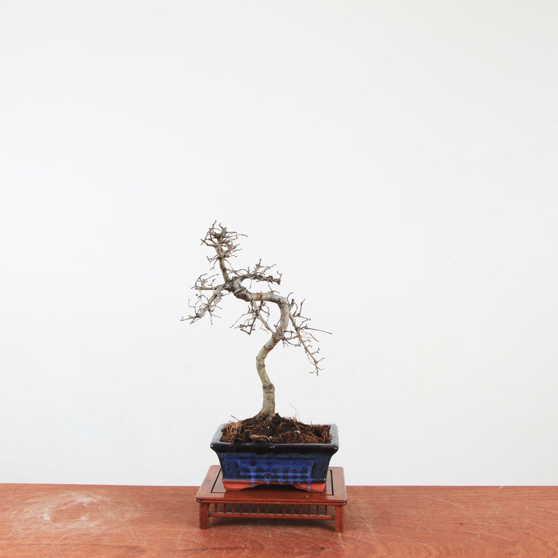 Bonsai Ulmus Parvifolia 'Chinese iep'