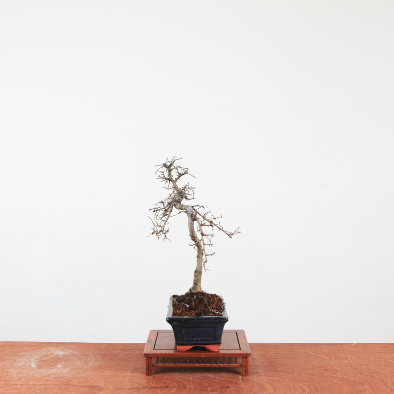 Bonsai Ulmus Parvifolia 'Chinese iep'