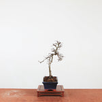 Bonsai Ulmus Parvifolia 'Chinese iep'