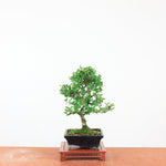 Bonsai Ilex crenata 'Japanse hulst'