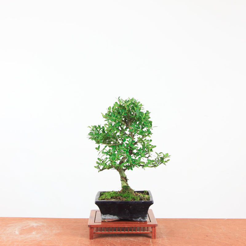 Bonsai Ilex crenata 'Japanse hulst'