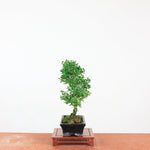Bonsai Ilex crenata 'Japanse hulst'