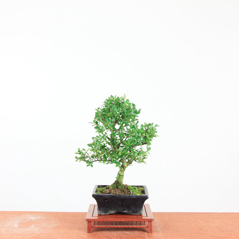 Bonsai Ilex crenata 'Japanse hulst'