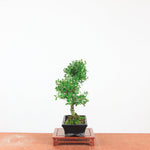 Bonsai Ilex crenata 'Japanse hulst'