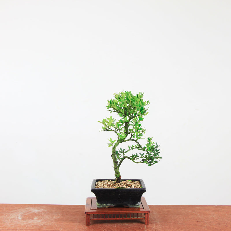 Bonsai Ilex crenata 'Japanse hulst'