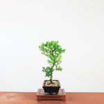 Bonsai Ilex crenata 'Japanse hulst'