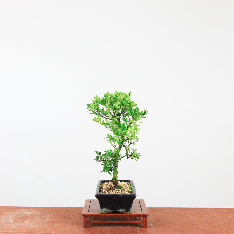 Bonsai Ilex crenata 'Japanse hulst'