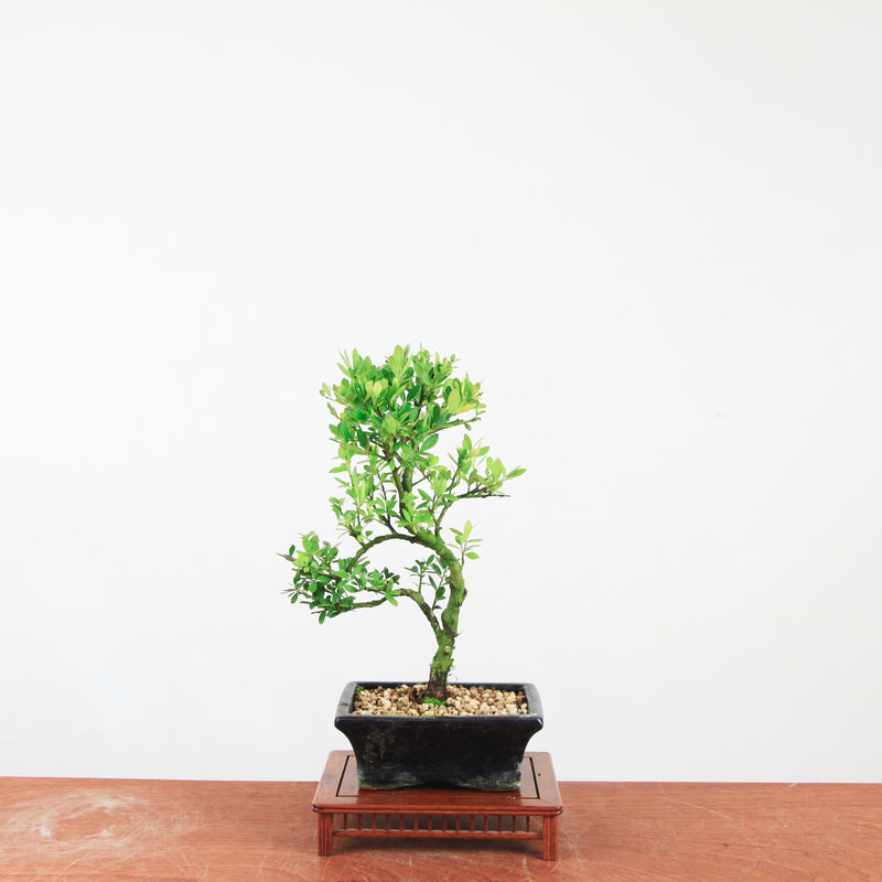 Bonsai Ilex crenata 'Japanse hulst'