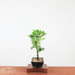 Bonsai Ilex crenata 'Japanse hulst'