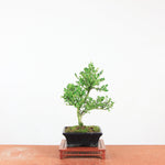 Bonsai Ilex crenata 'Japanse hulst'