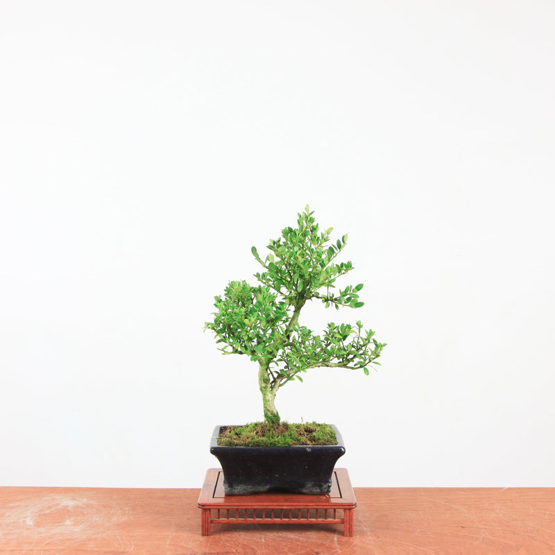 Bonsai Ilex crenata 'Japanse hulst'