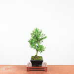 Bonsai Ilex crenata 'Japanse hulst'