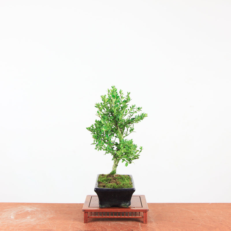 Bonsai Ilex crenata 'Japanse hulst'