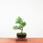 Bonsai Ilex crenata 'Japanse hulst'