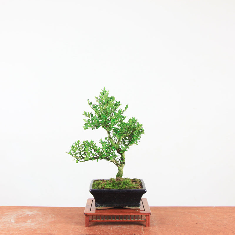 Bonsai Ilex crenata 'Japanse hulst'