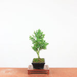 Bonsai Ilex crenata 'Japanse hulst'