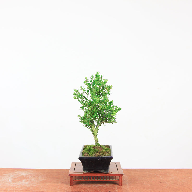 Bonsai Ilex crenata 'Japanse hulst'