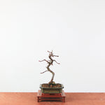 Bonsai Malus