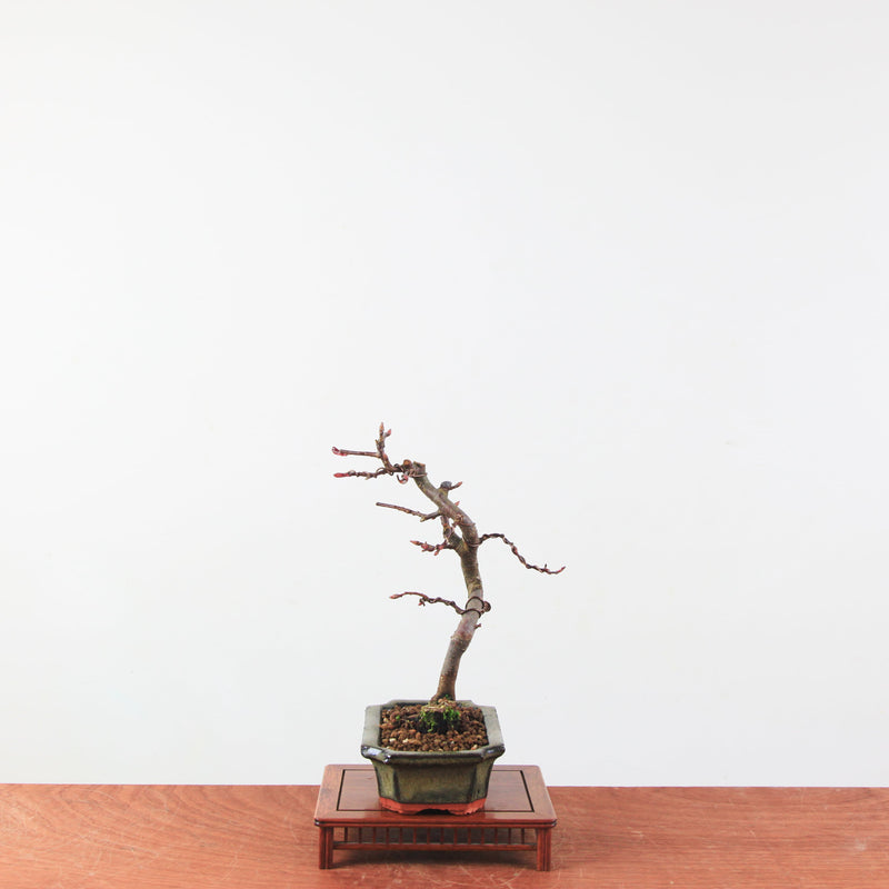 Bonsai Malus