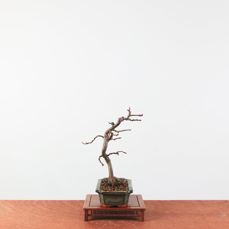 Bonsai Malus