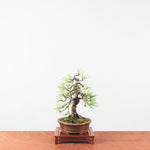Bonsai Pinus thunbergii 'De Japanse Zwarte den’