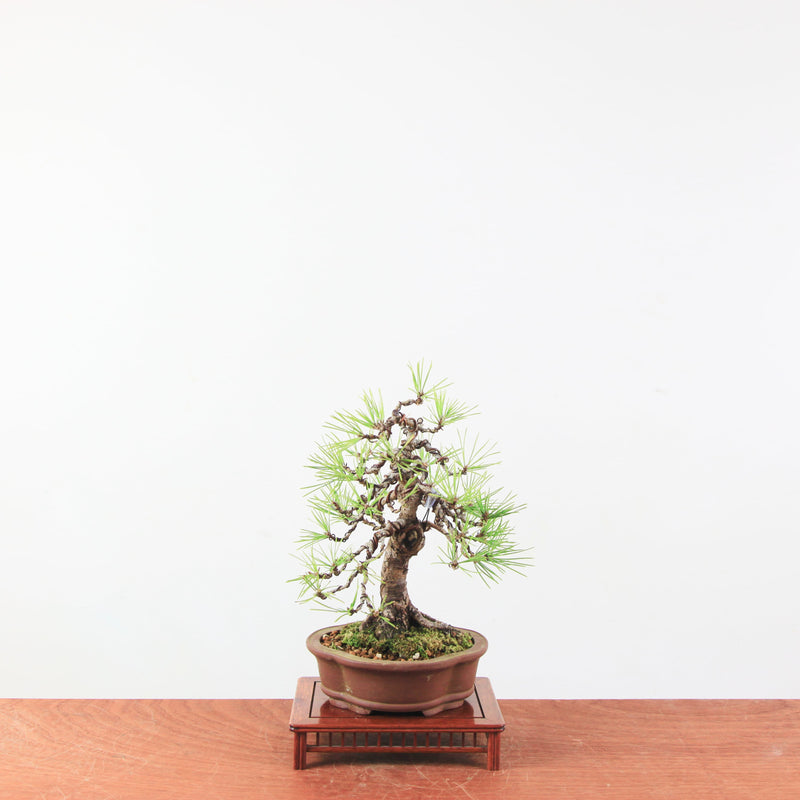 Bonsai Pinus thunbergii 'De Japanse Zwarte den’