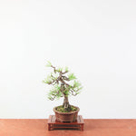 Bonsai Pinus thunbergii 'De Japanse Zwarte den’
