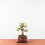 Bonsai Pinus thunbergii 'De Japanse Zwarte den’