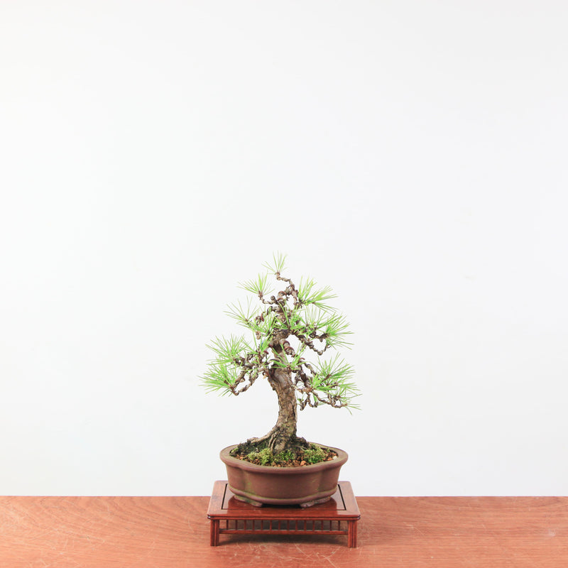 Bonsai Pinus thunbergii 'De Japanse Zwarte den’