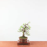 Bonsai Pinus thunbergii 'De Japanse Zwarte den’