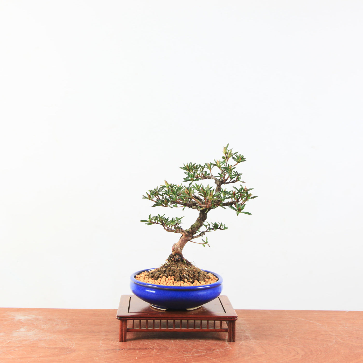 Bonsai azalea 'Hoshi no kagayaki'