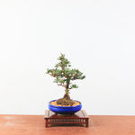 Bonsai azalea 'Hoshi no kagayaki'