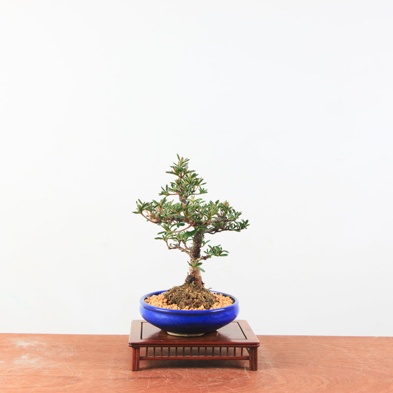 Bonsai azalea 'Hoshi no kagayaki'